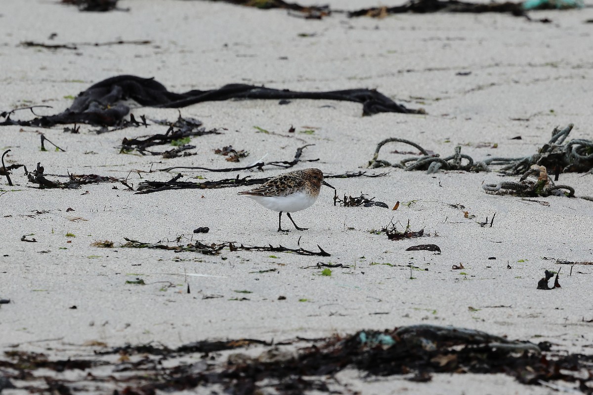 Sanderling - ML638626936