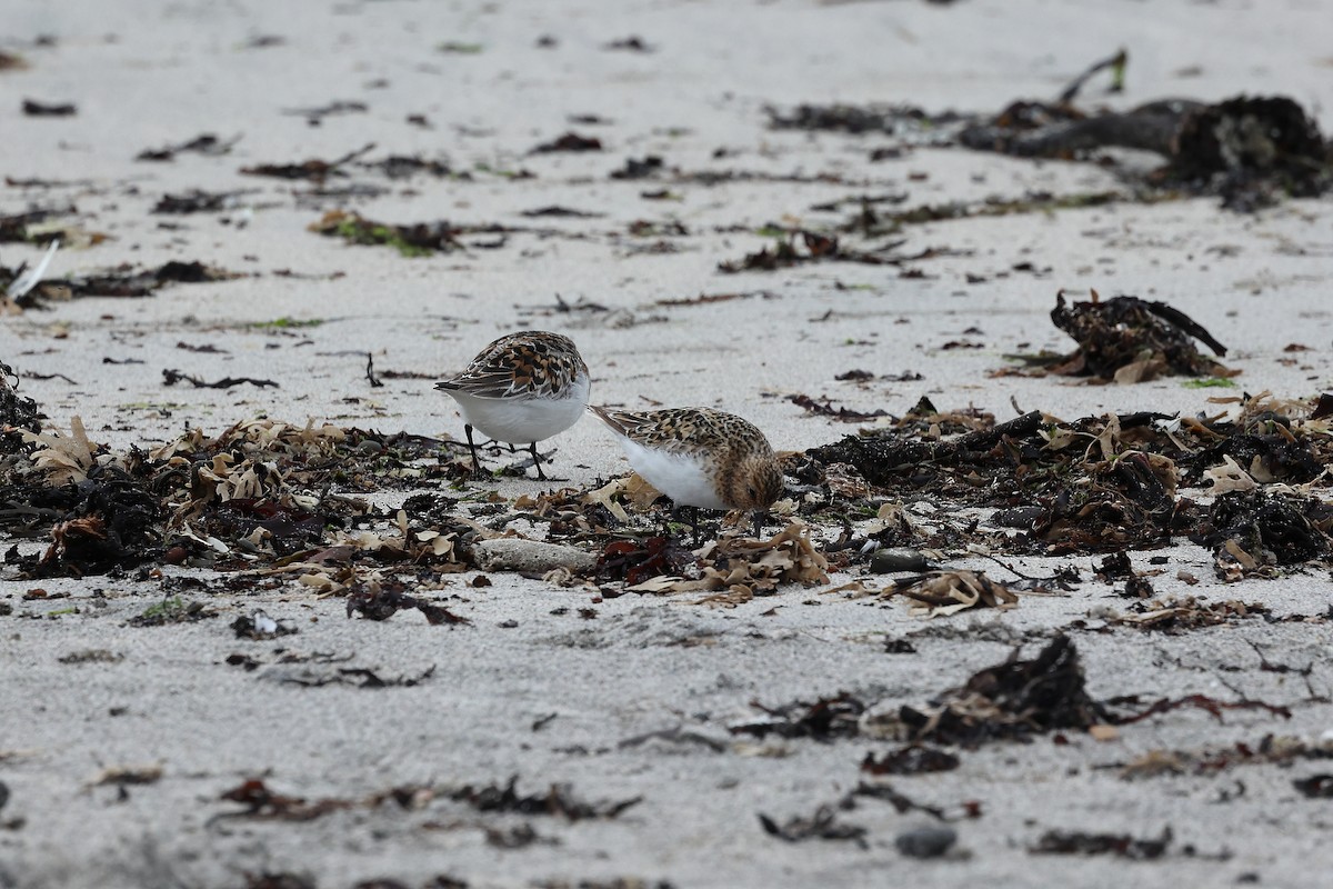 Sanderling - ML638626937