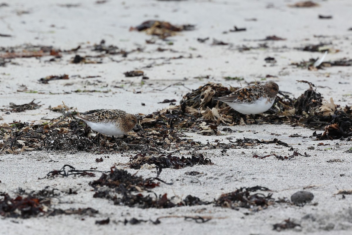 Sanderling - ML638626938