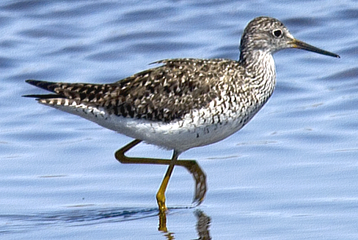 Lesser Yellowlegs - ML638626944