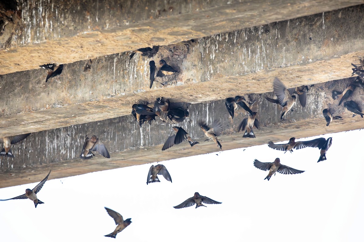 Red-throated Swallow - ML638626975