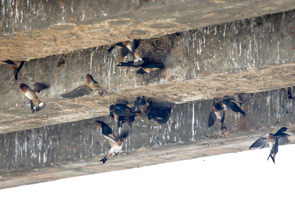 Red-throated Swallow - ML638626977