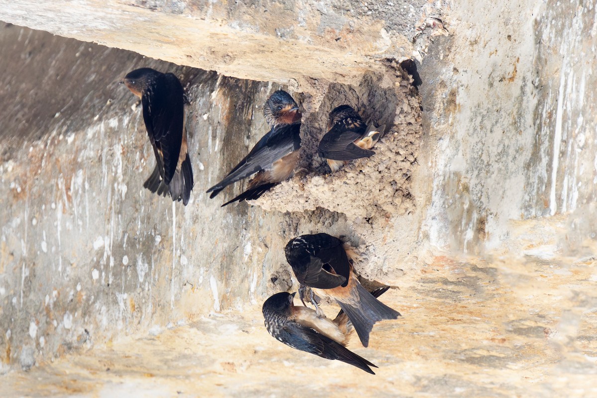 Red-throated Swallow - ML638626978