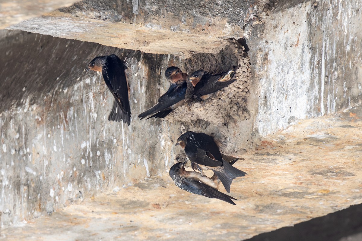 Red-throated Swallow - ML638626980