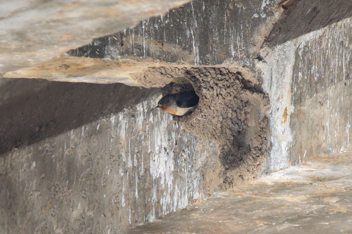 Red-throated Swallow - ML638626982