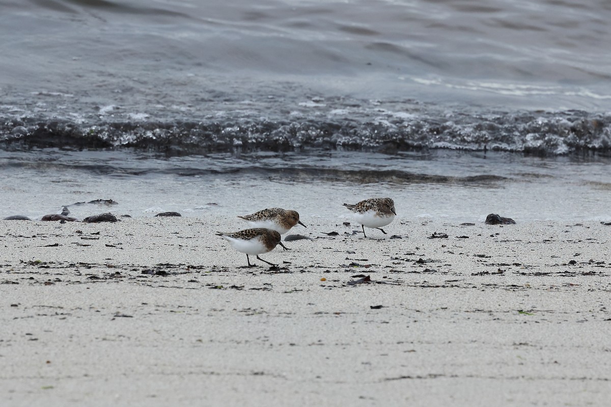 Sanderling - ML638627015