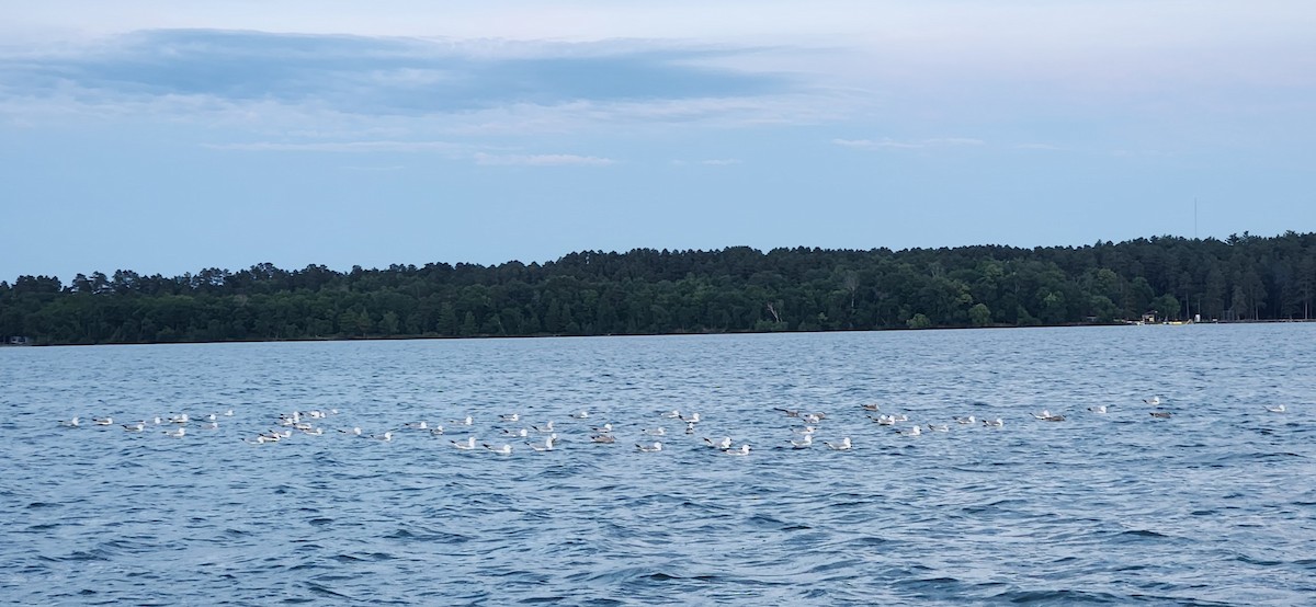 Ring-billed Gull - ML638627023