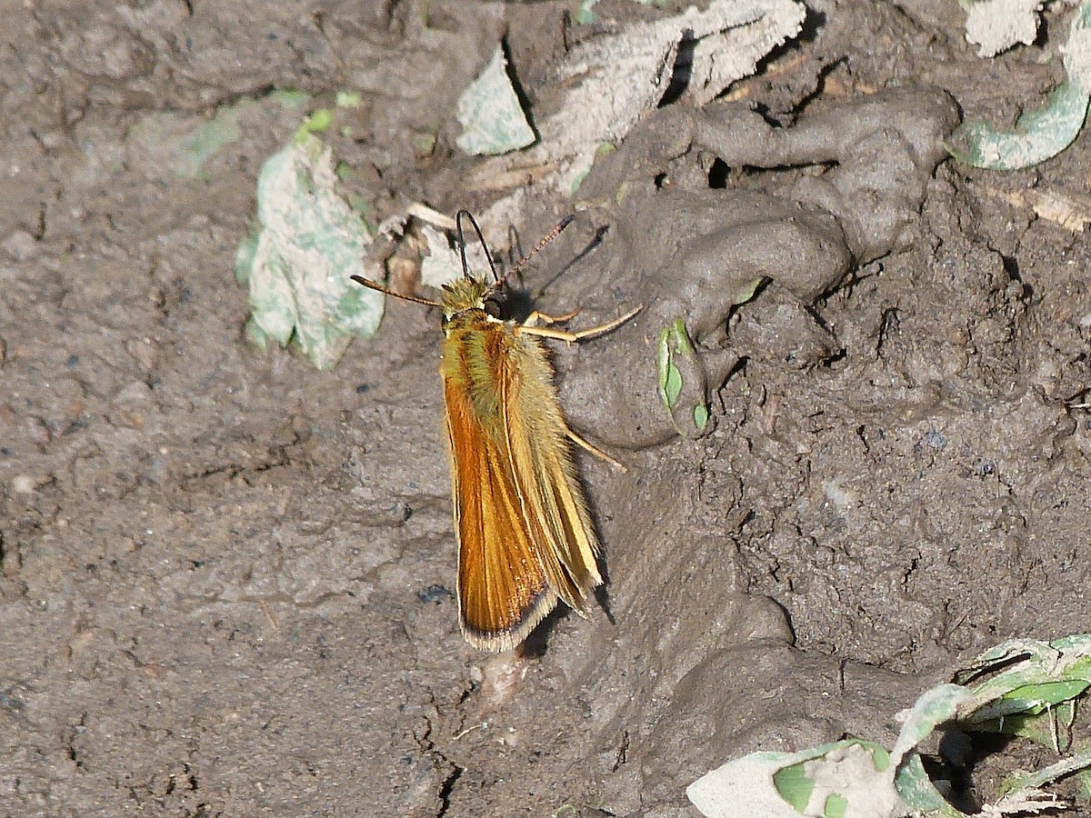 Animals - ML638627046