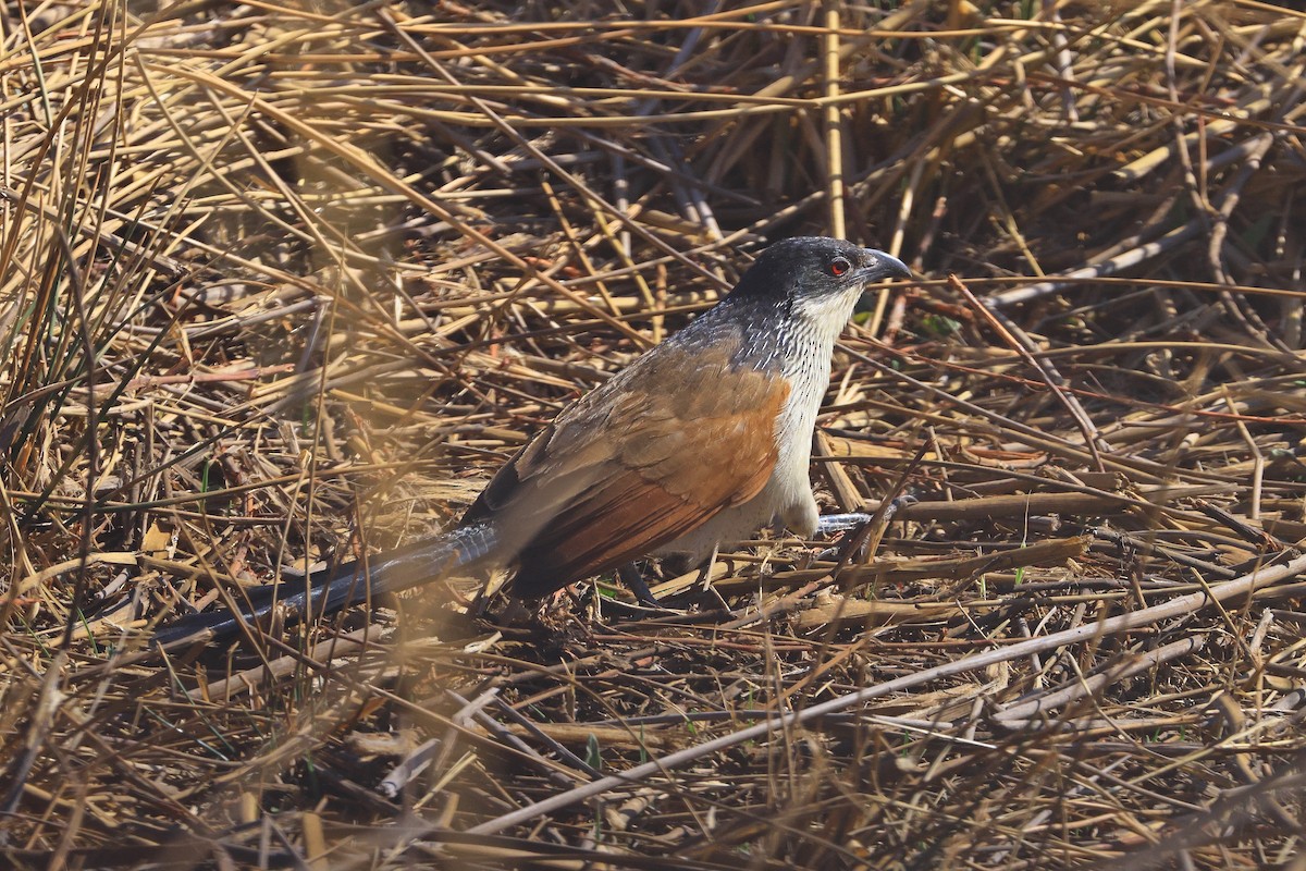 Burchell's Coucal - ML638627073