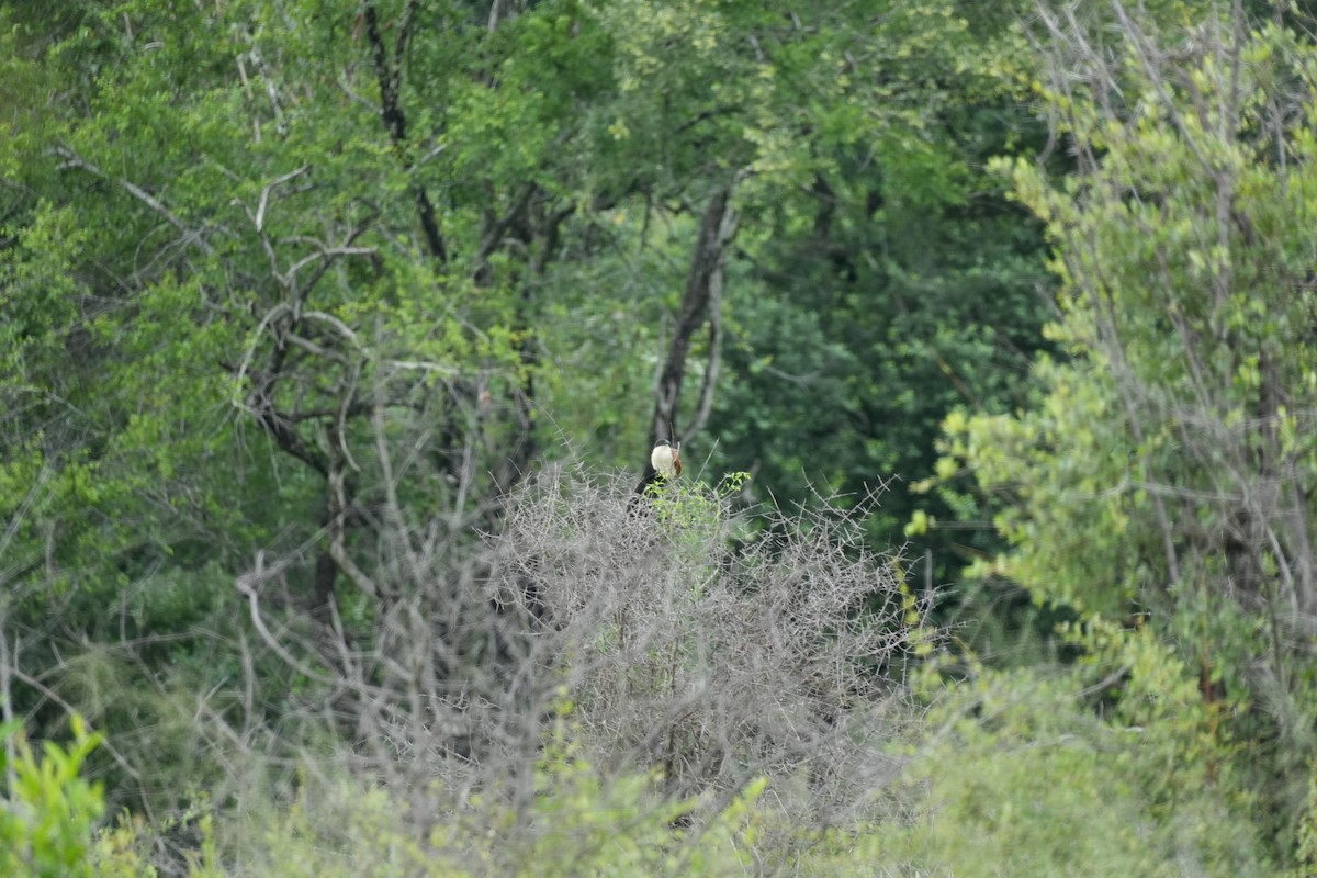 Burchell's Coucal - ML638627074