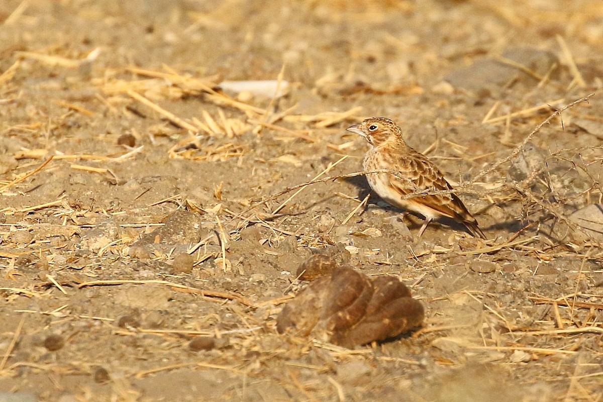 Fischer's Sparrow-Lark - ML638627094