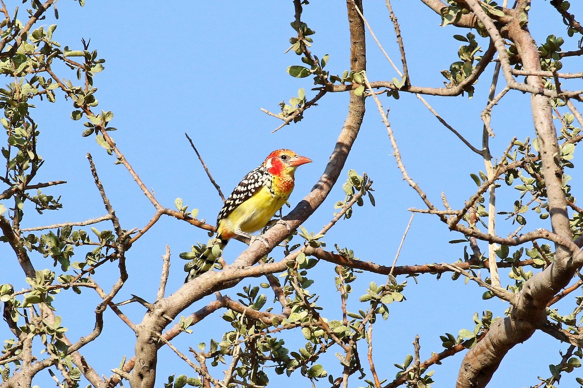 Red-and-yellow Barbet - ML638627099