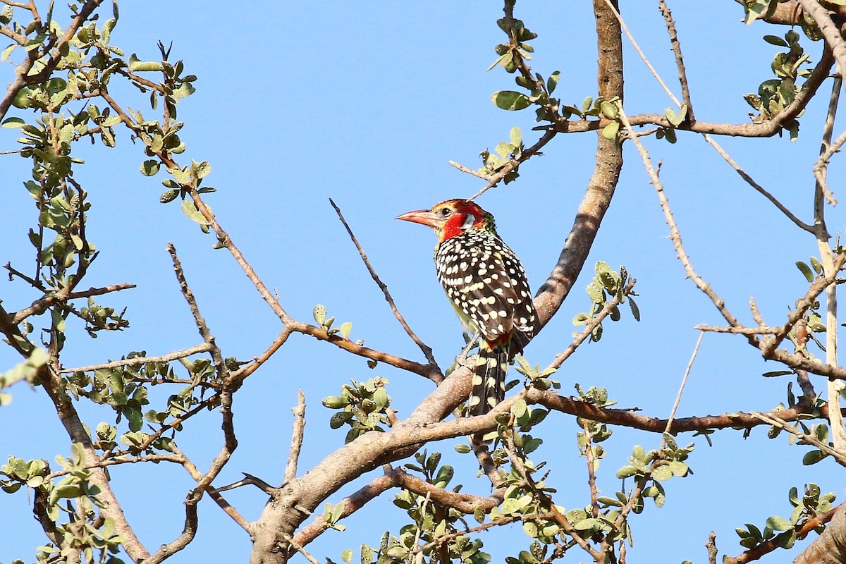 Red-and-yellow Barbet - ML638627109