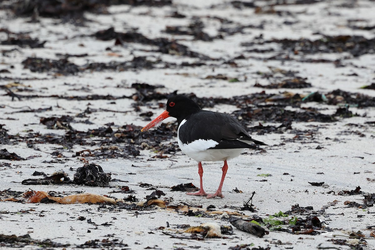 Eurasian Oystercatcher - ML638627125