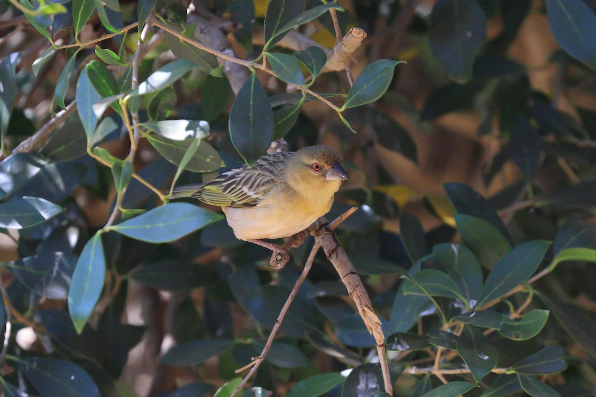 Village Weaver - ML638627134