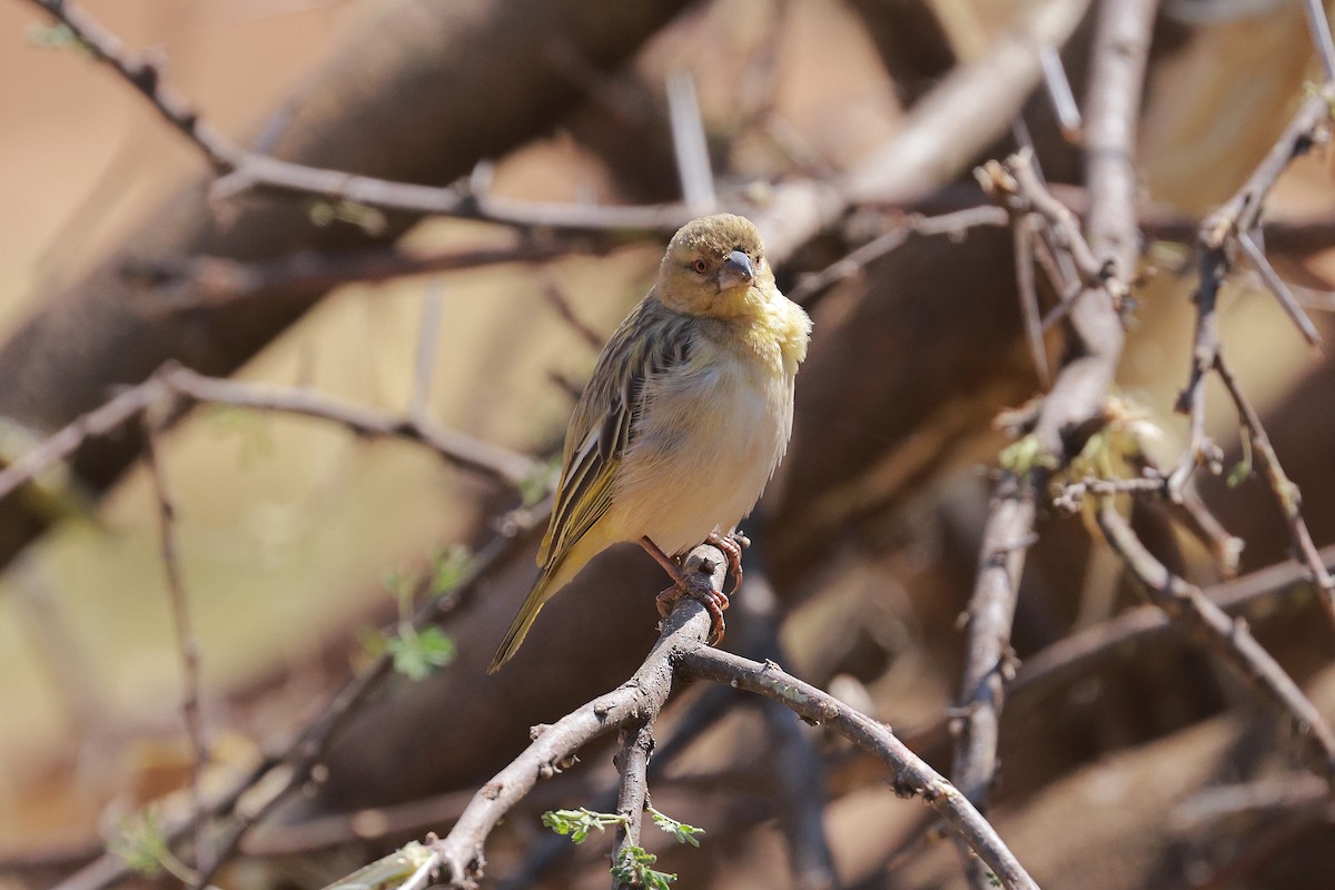 Village Weaver - ML638627135