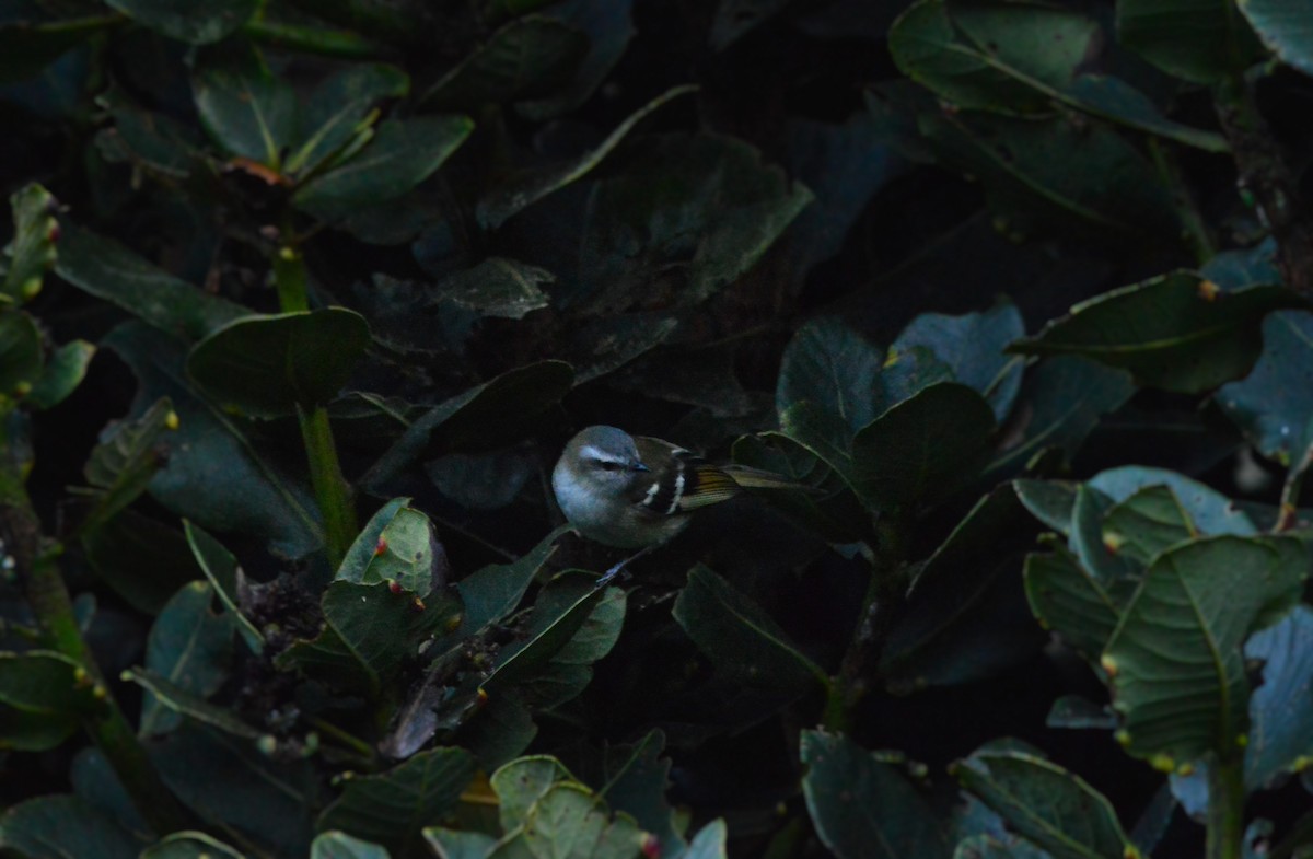 White-banded Tyrannulet - ML638627142