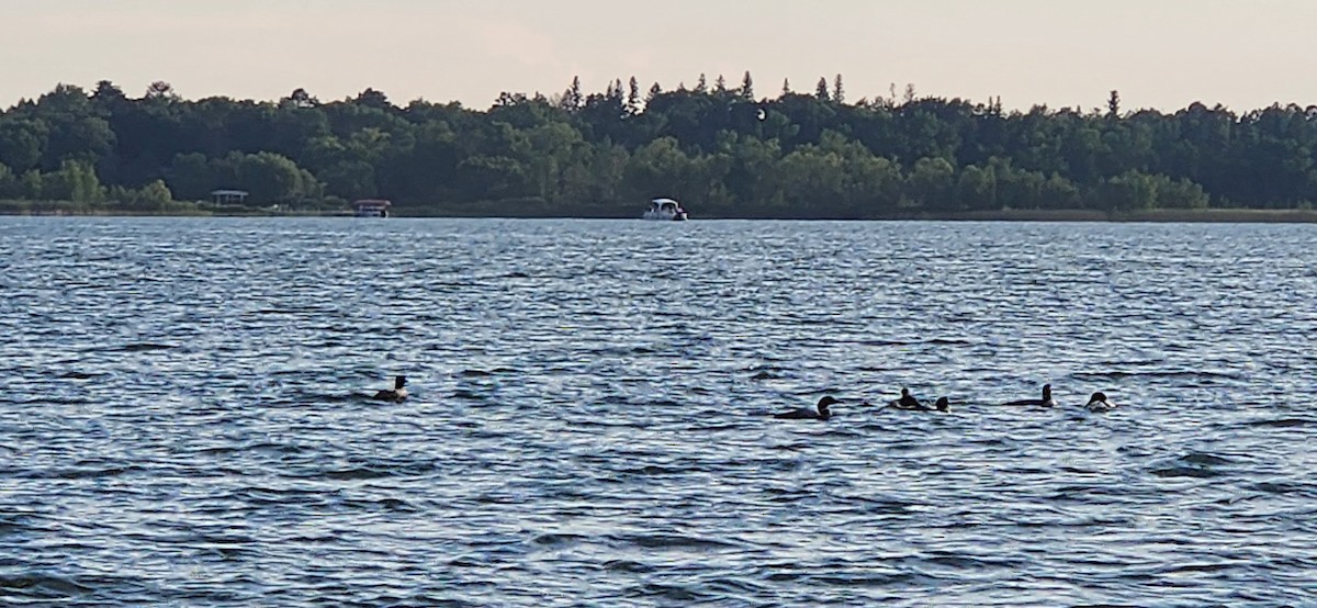 Common Loon - ML638627159