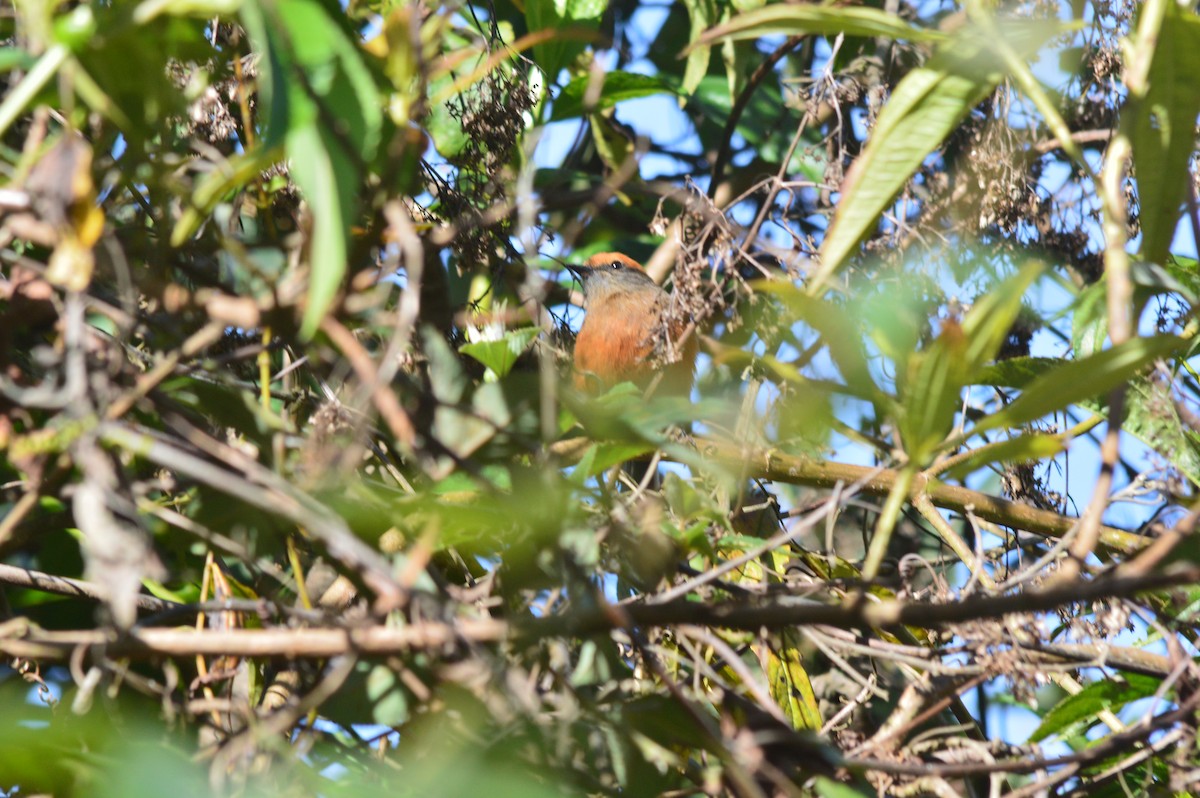 Rufous-browed Chat-Tyrant - ML638627191