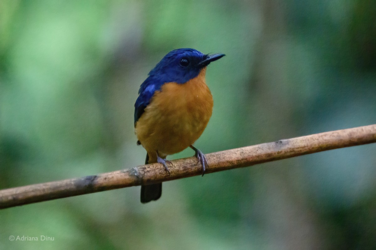 Dayak Blue Flycatcher - ML638627205