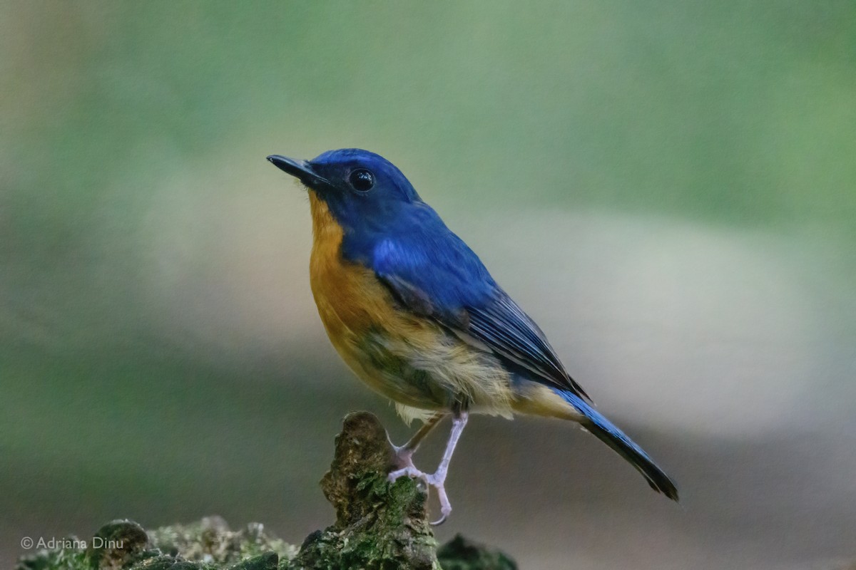 Dayak Blue Flycatcher - ML638627206