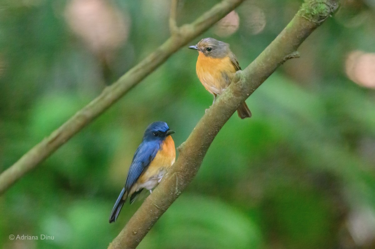Dayak Blue Flycatcher - ML638627207