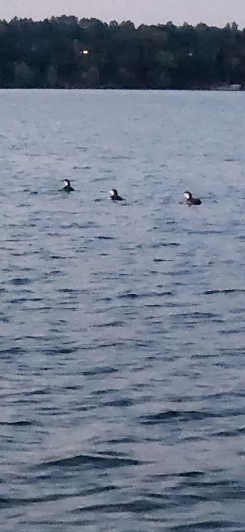 Common Loon - ML638627209