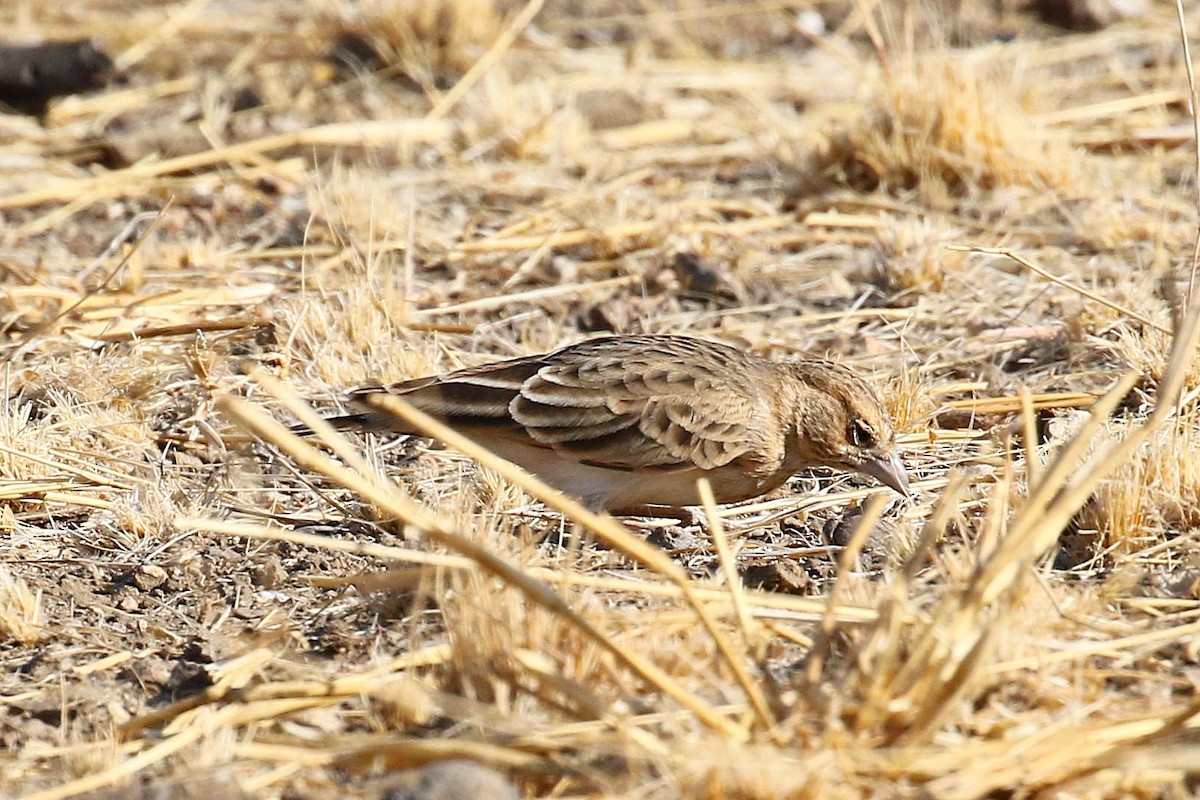 Fischer's Sparrow-Lark - ML638627216