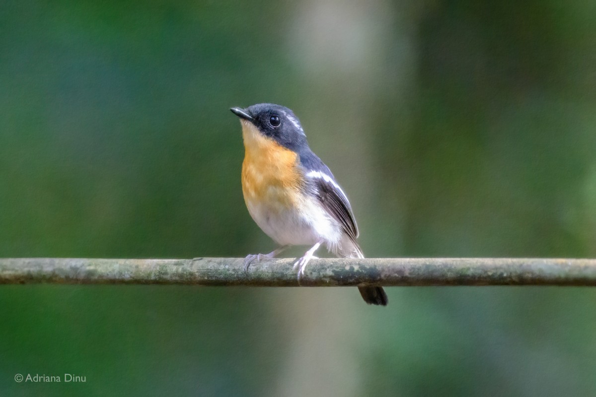 Rufous-chested Flycatcher - ML638627234