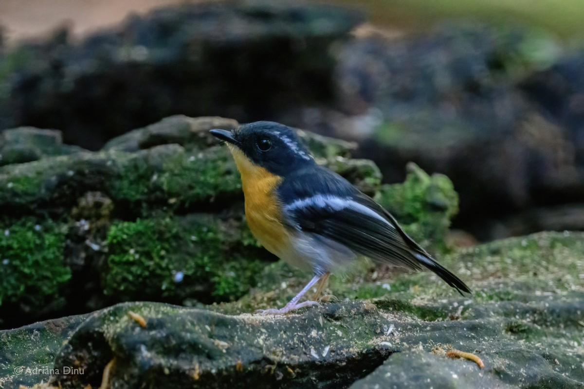 Rufous-chested Flycatcher - ML638627235