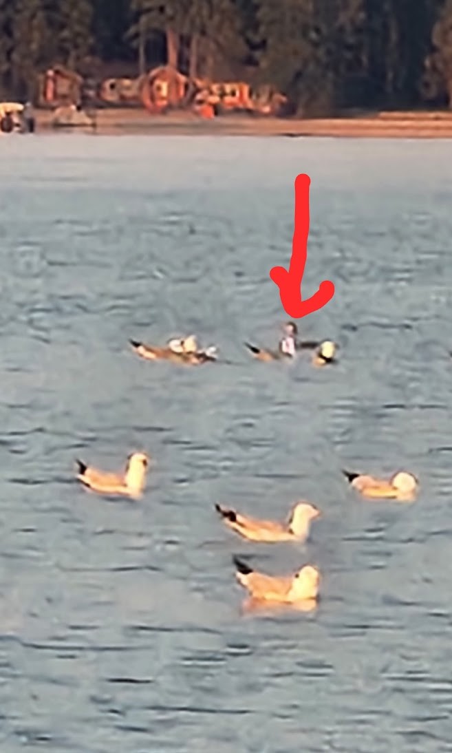 Red-necked Grebe - ML638627252