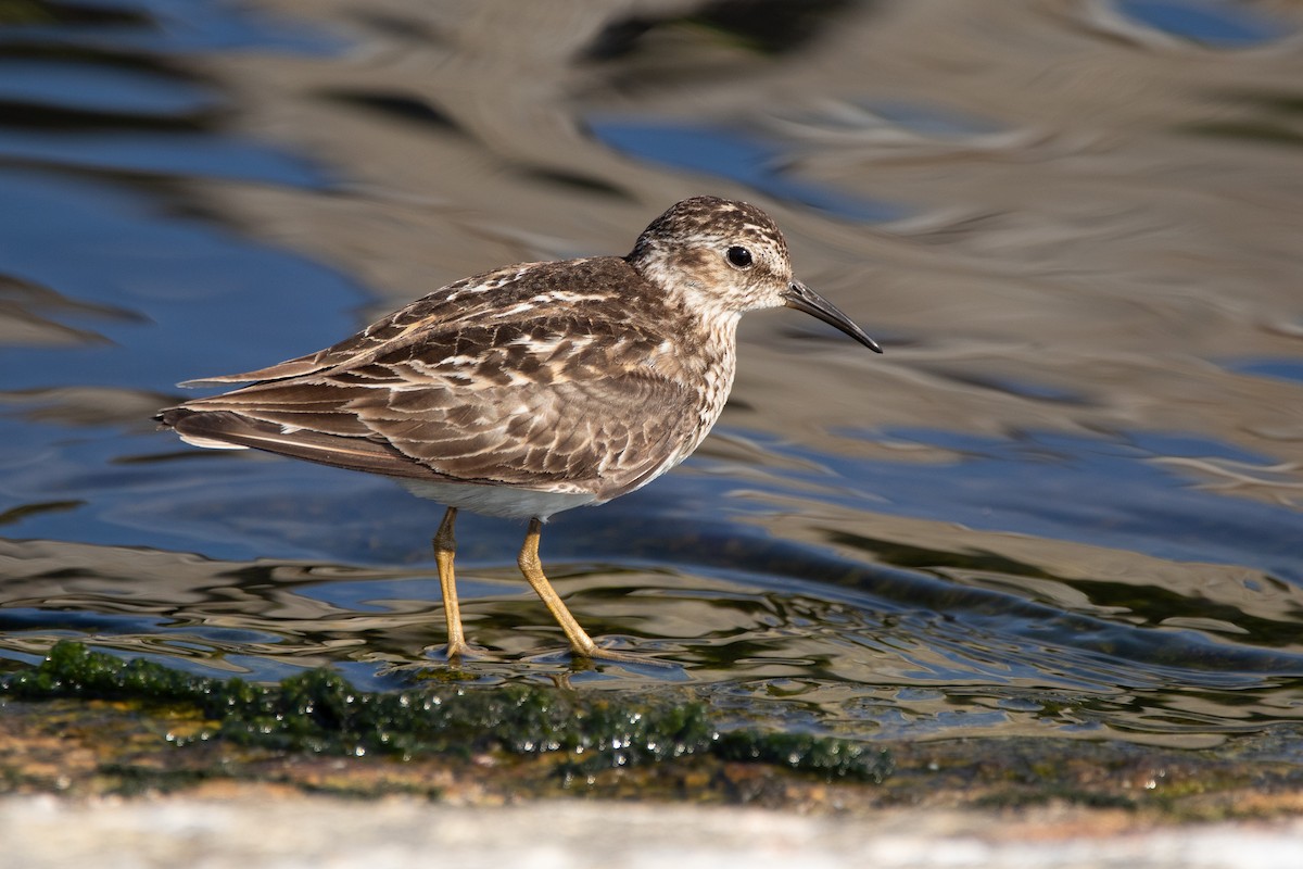 Least Sandpiper - ML638627266