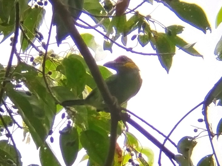 Gold-whiskered Barbet - ML638627268