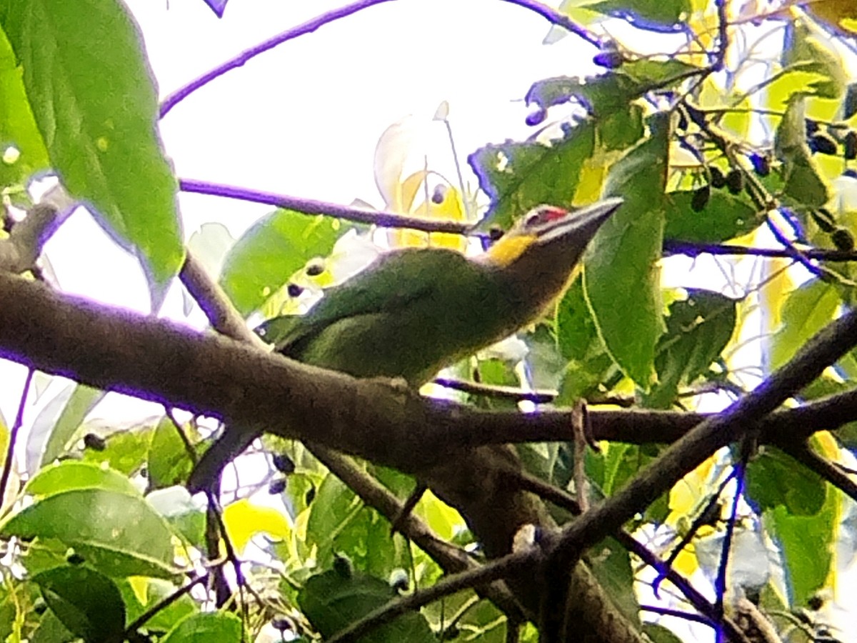 Gold-whiskered Barbet - ML638627269