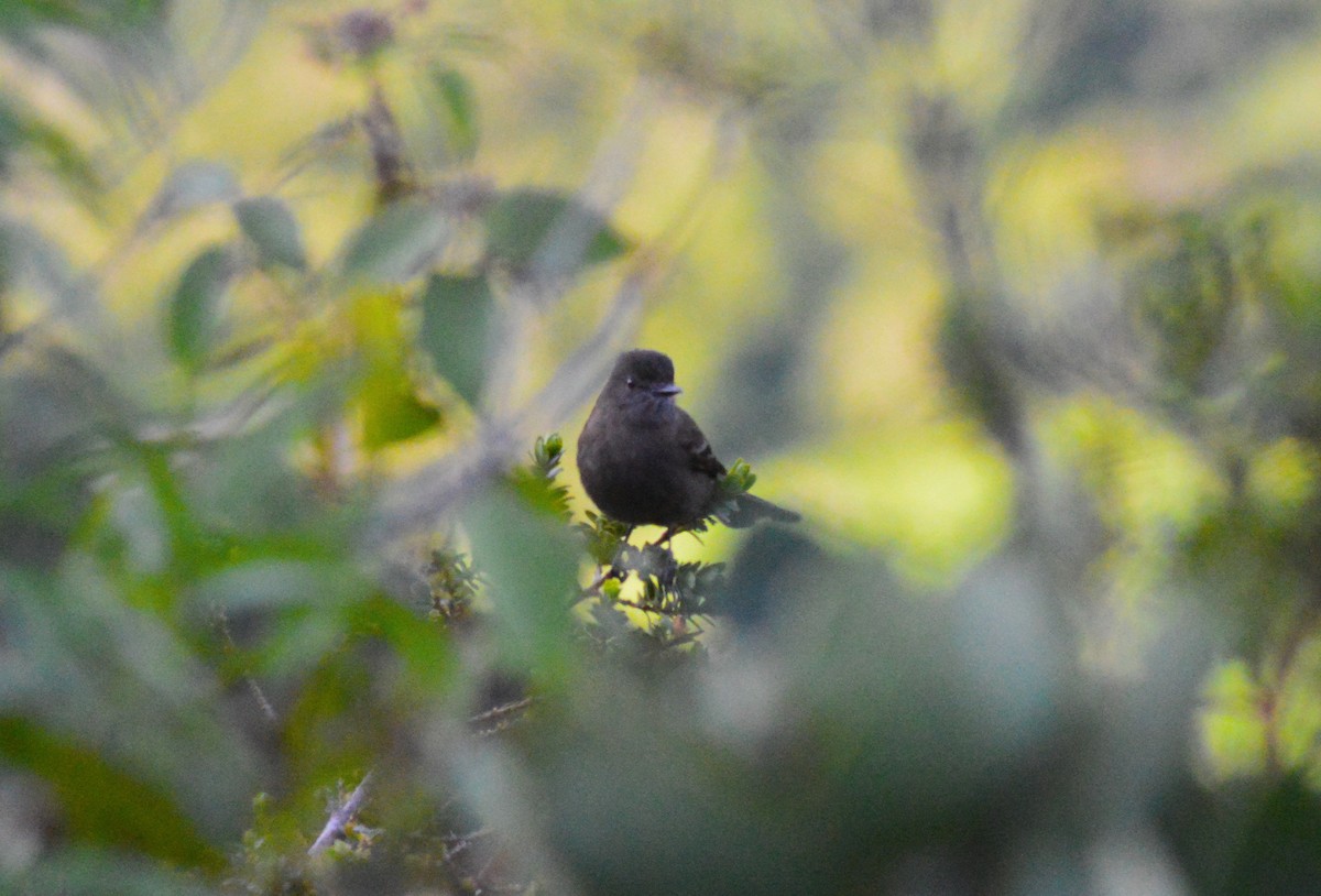 Smoky Bush-Tyrant - ML638627271