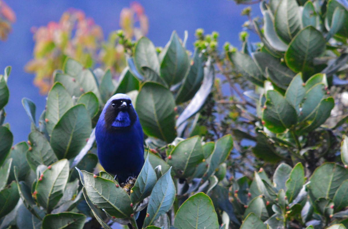 Black-collared Jay (Black-collared) - ML638627277