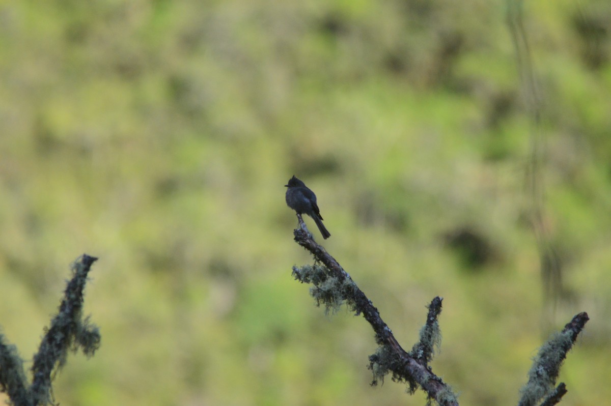 Smoke-colored Pewee - ML638627285