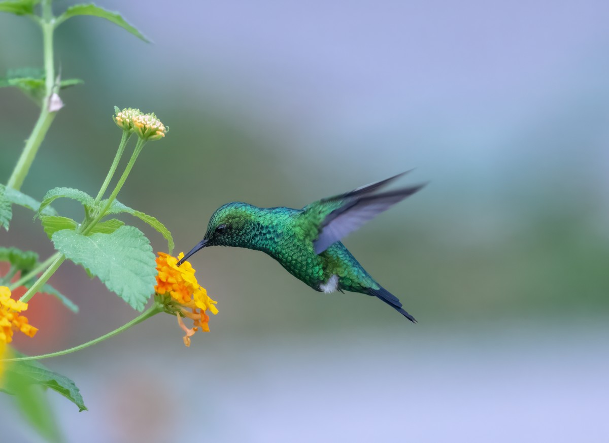 kolibřík zahradní - ML638627324