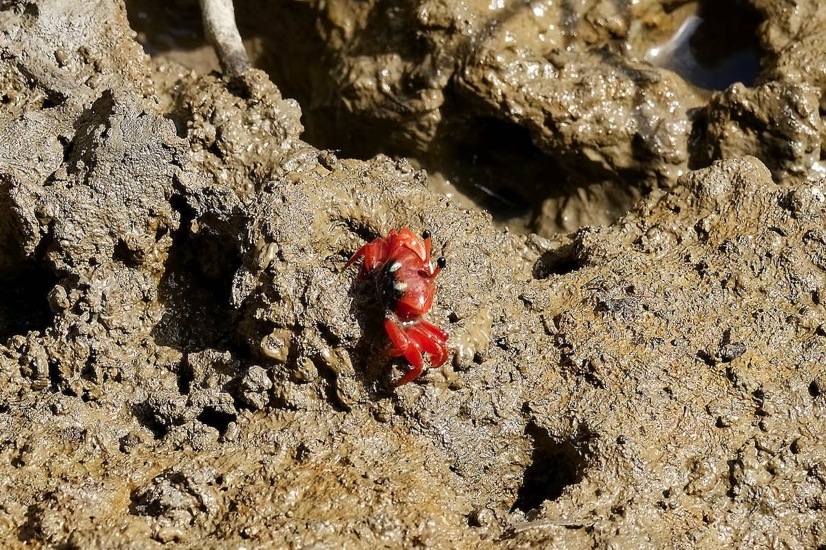 Crustaceans - ML638627338