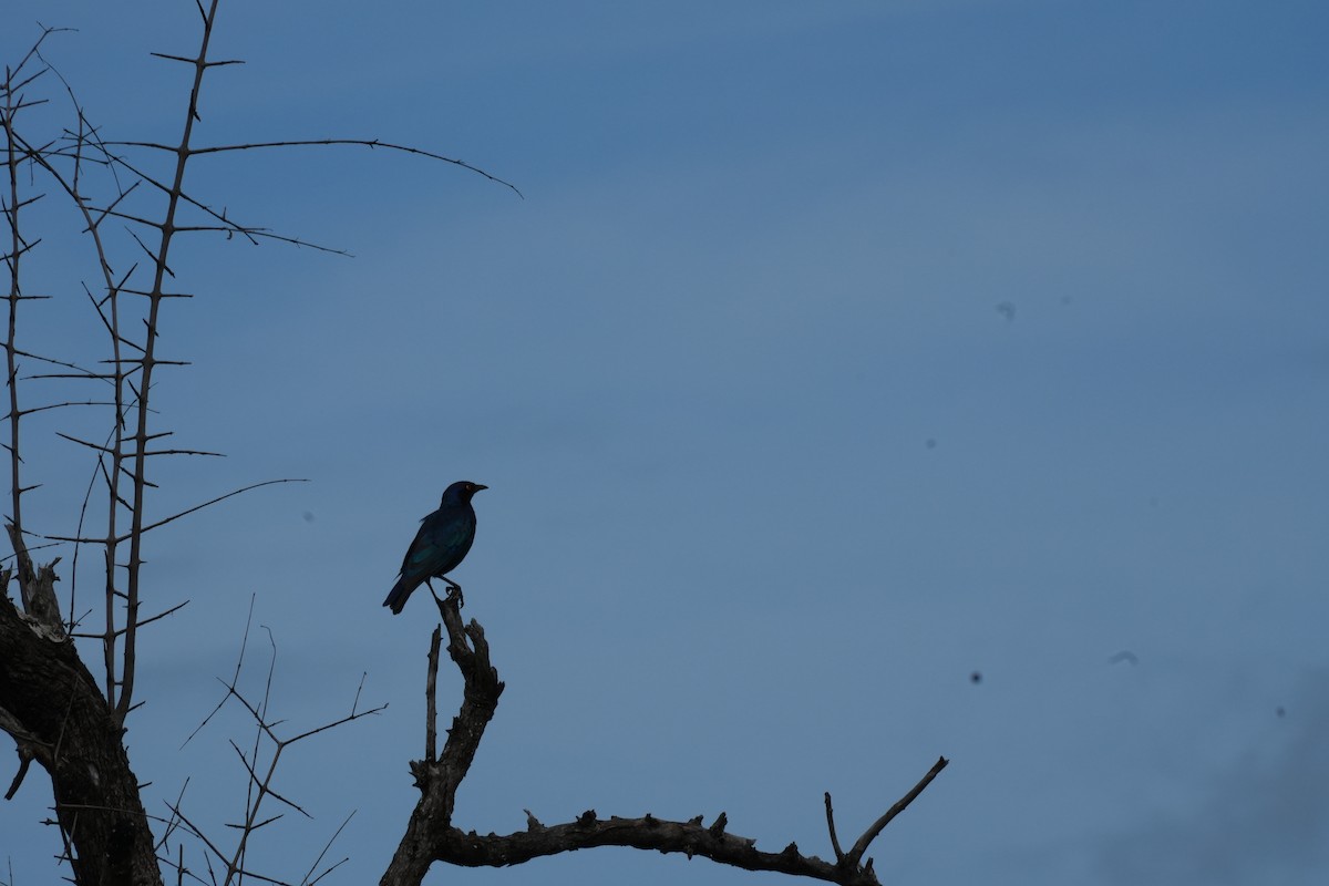Cape Starling - ML638627356