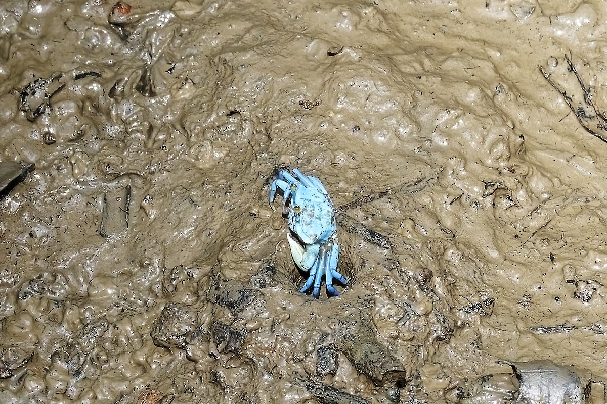 Crustaceans - ML638627367