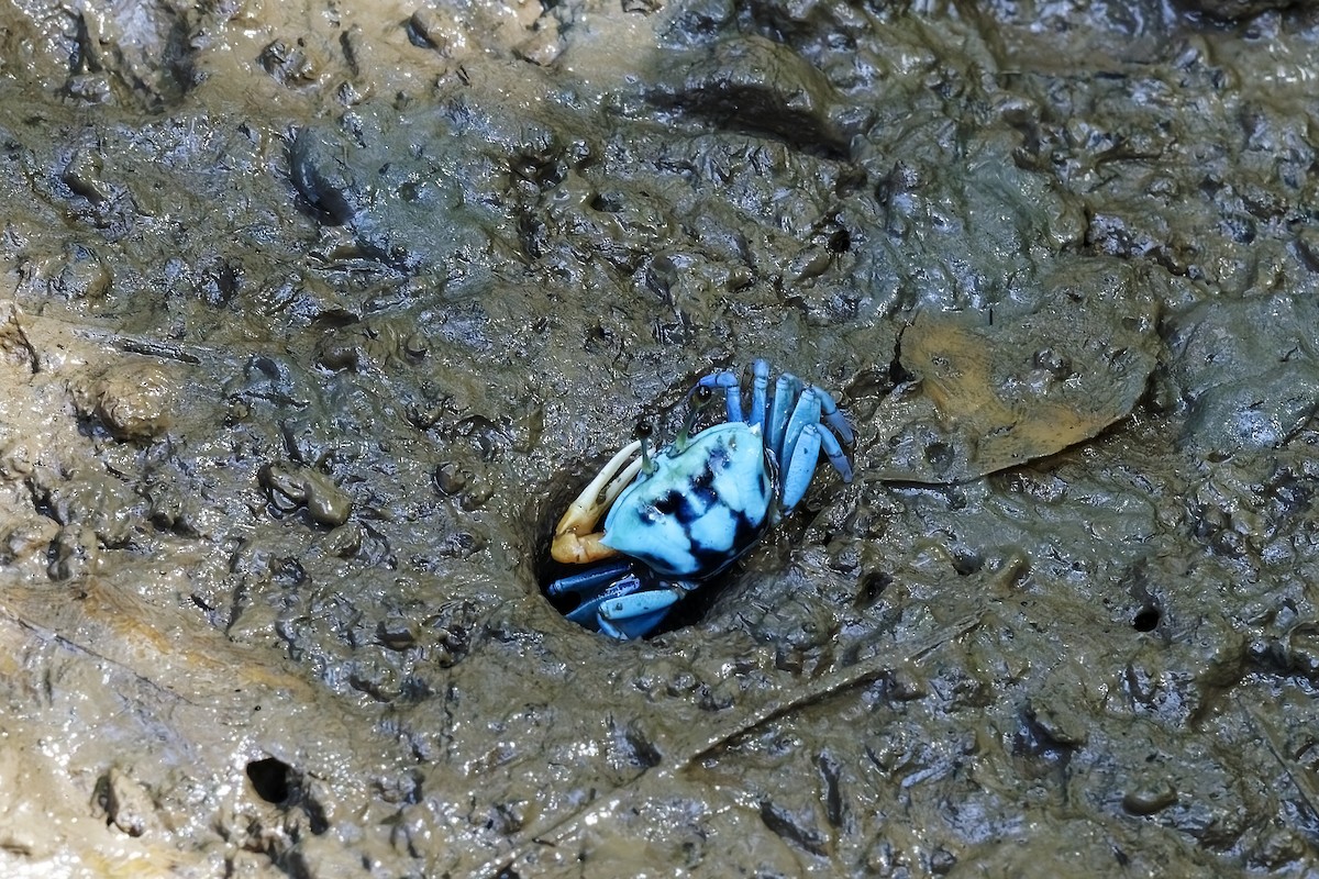 Crustaceans - ML638627369