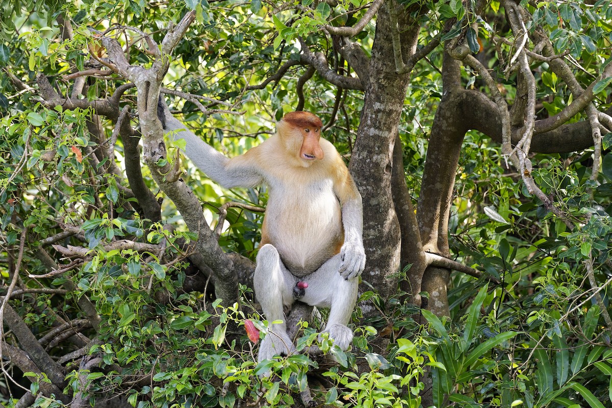 Proboscis Monkey - ML638627386