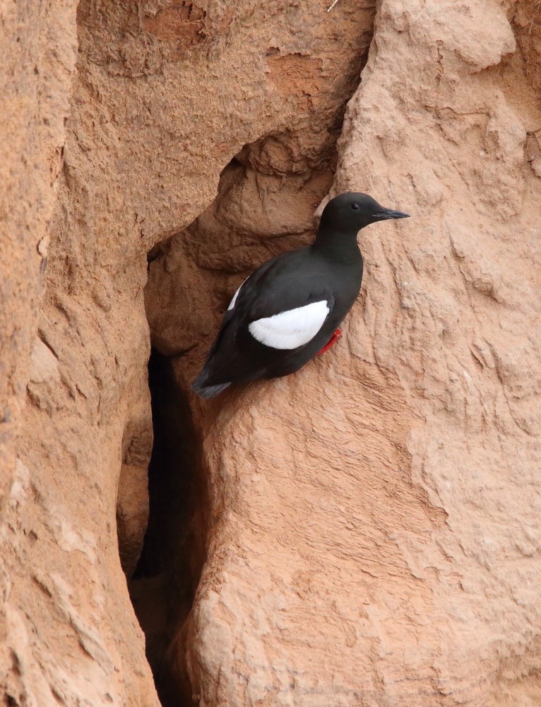 Black Guillemot - ML638627388