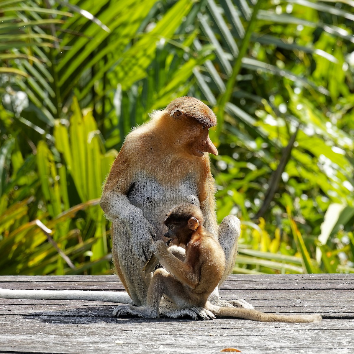 Proboscis Monkey - ML638627390