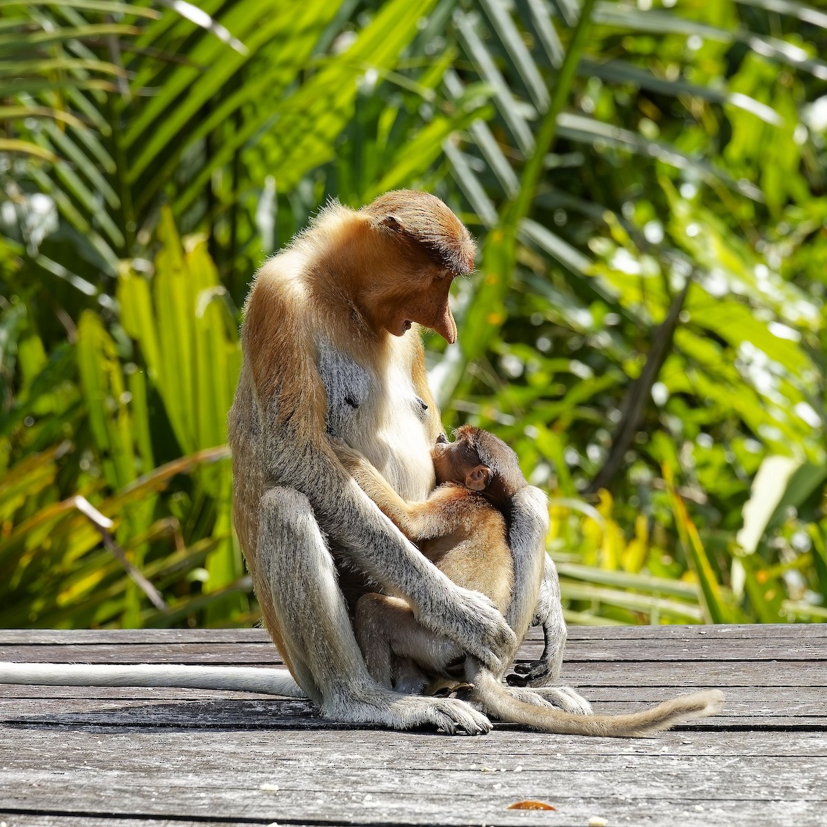 Proboscis Monkey - ML638627391