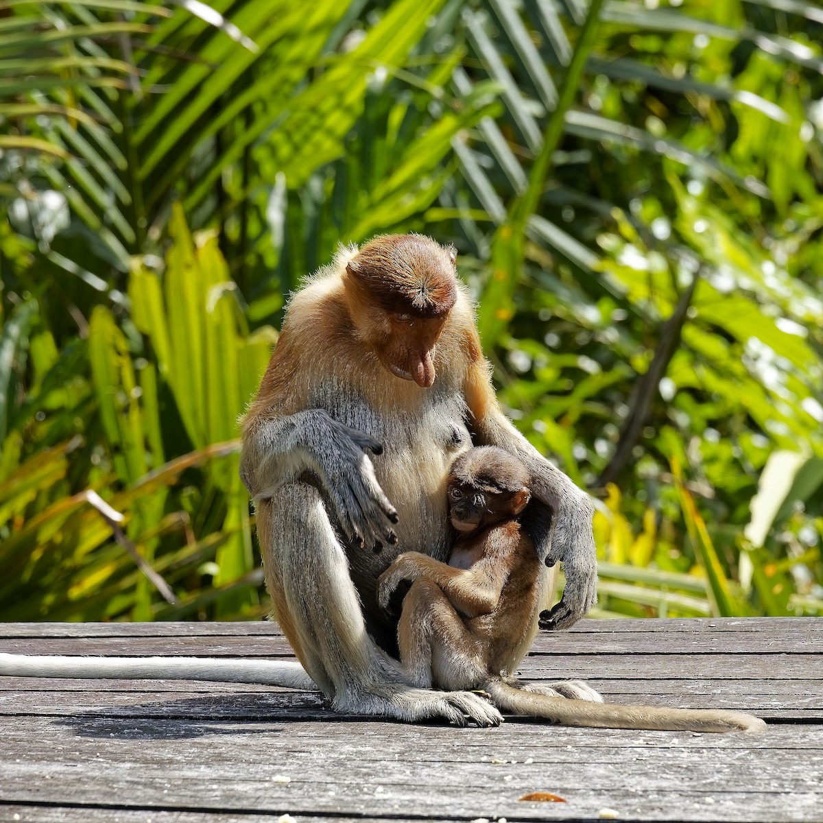 Proboscis Monkey - ML638627392
