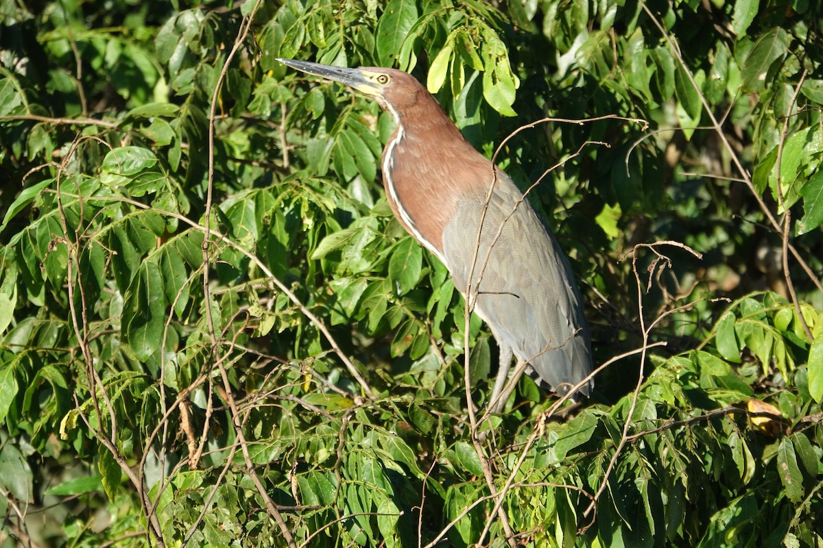 Rufescent Tiger-Heron - ML638627400