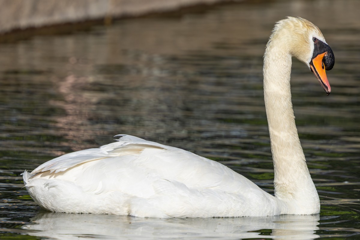 Mute Swan - Todd Dixon