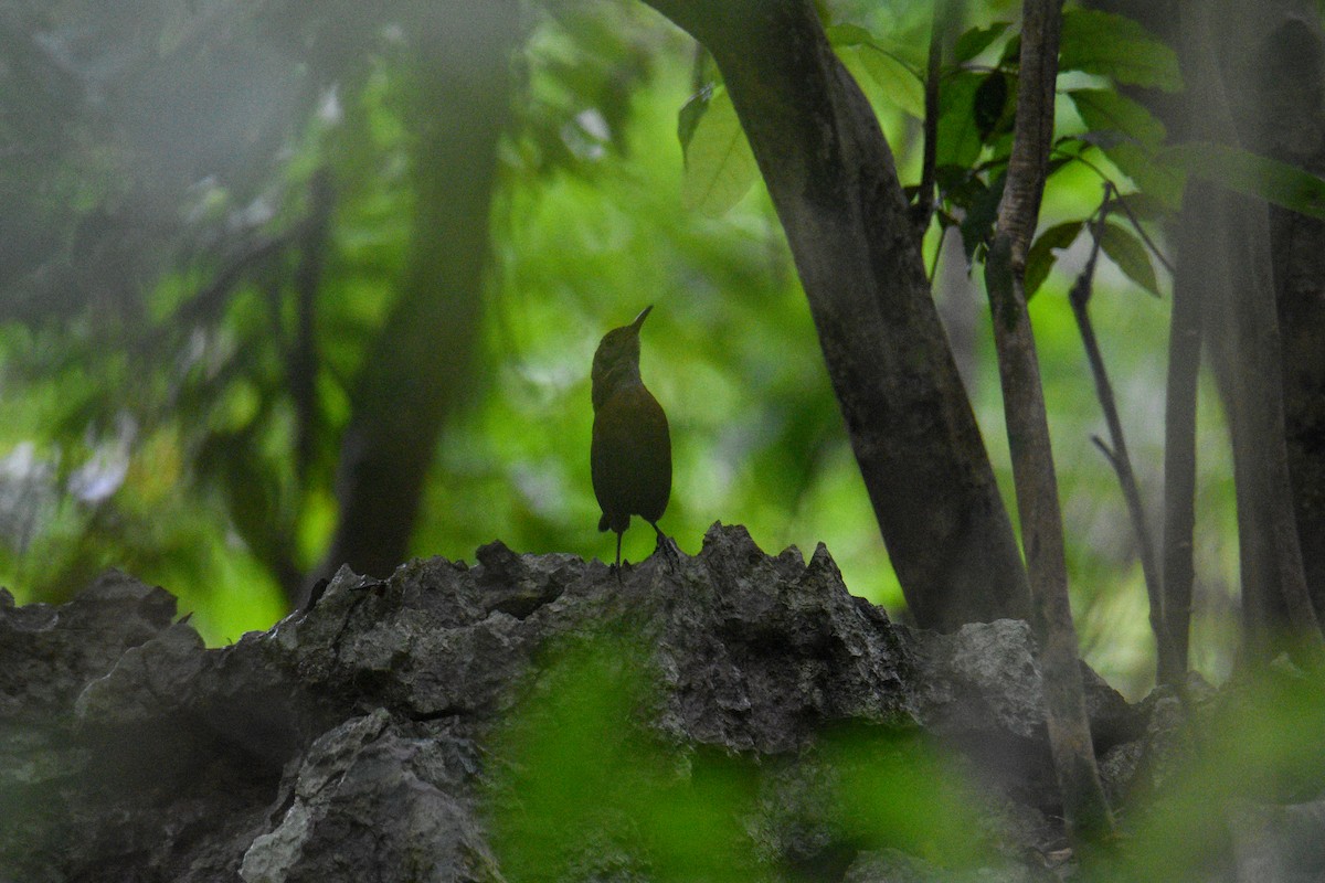 Sumichrast's Wren - ML638627455